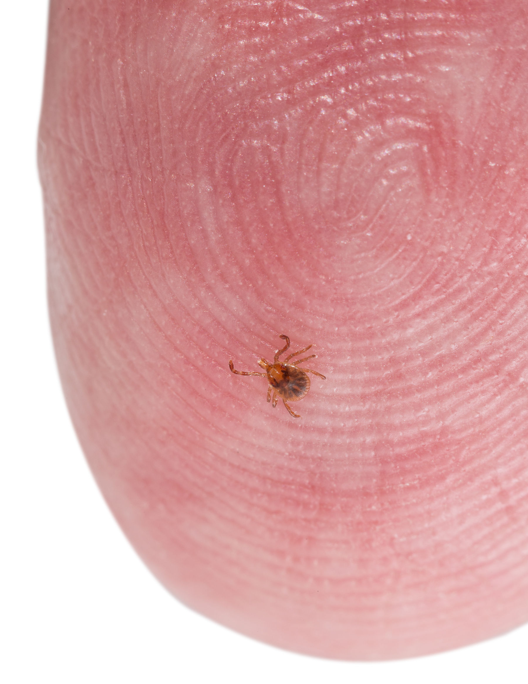 tick lyme disease worksafenb may is lyme disease awareness month tick lyme disease worksafenb may is lyme disease awareness month
